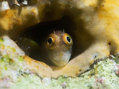 Bluebell Blenny - Alloblennius pictus