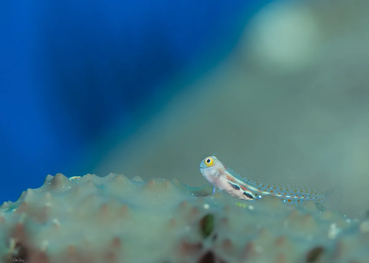 Alloblennius pictus - Bluebell Blenny