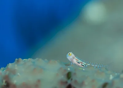 Alloblennius pictus - Bluebell Blenny