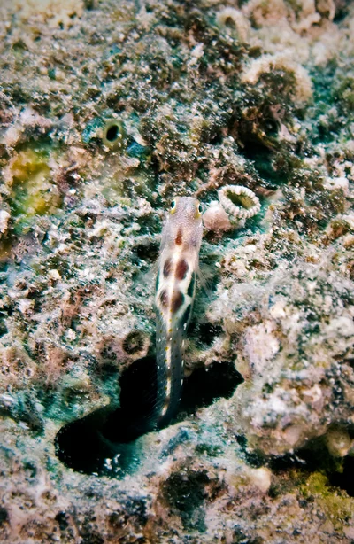 Which blenny / ID ?