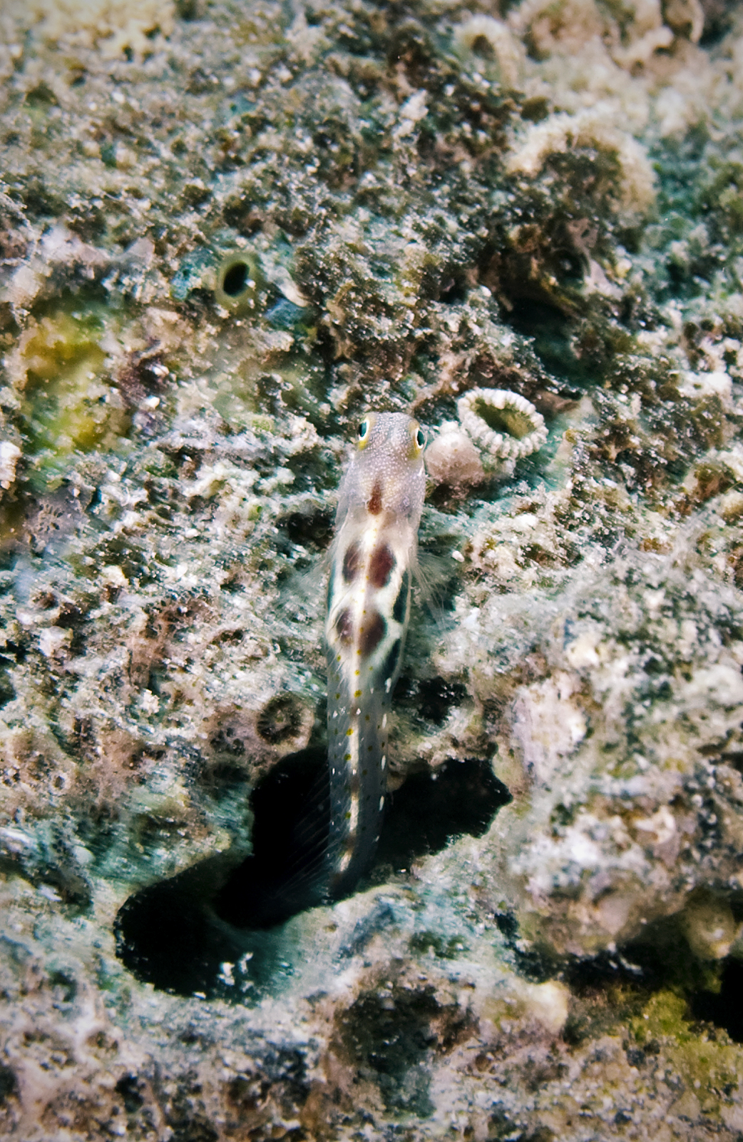 Which blenny / ID ?