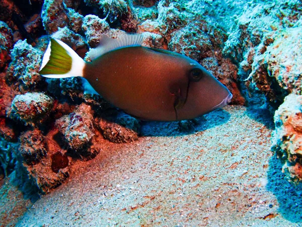 Bluethroat Triggerfish