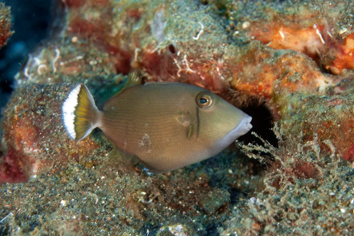 Bluethroat triggerfish juvenile (Sufflamen albicaudatus)
