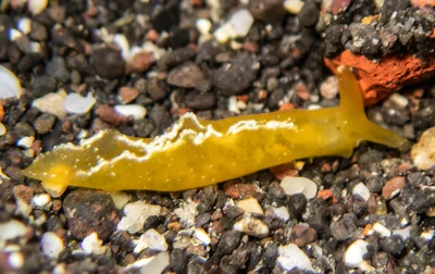 Elysia obtusa