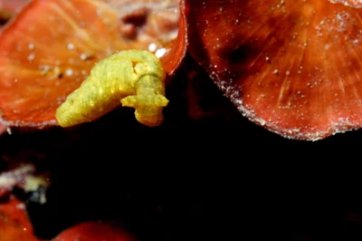 Elysia obtusa 鈍平鰓海蛞蝓 (?)