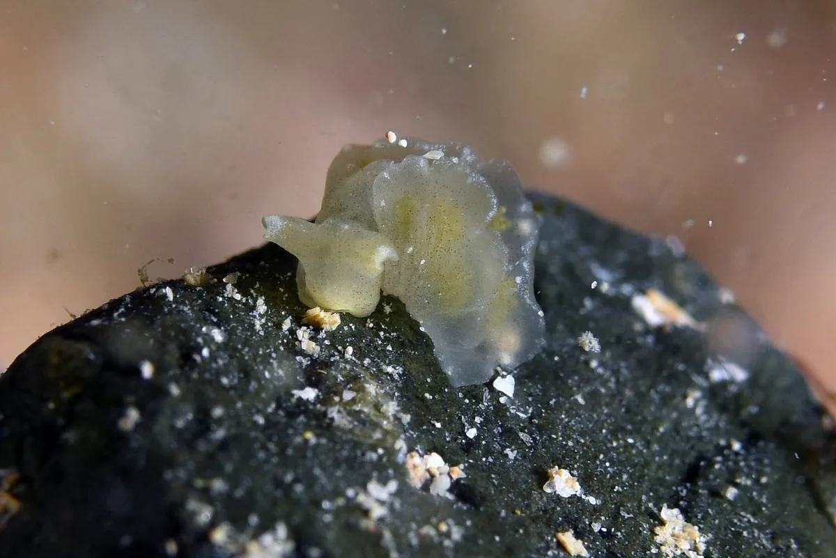 Elysia obtusa_HK2021