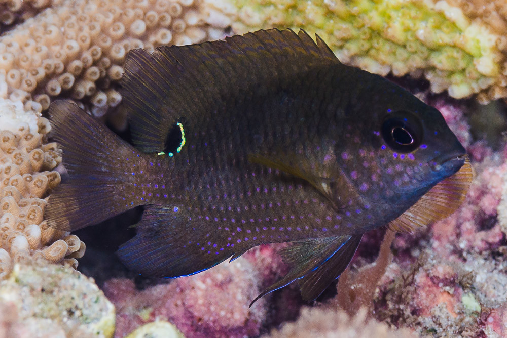 Bluntsnout Gregory, subadult - Stegastes punctatus