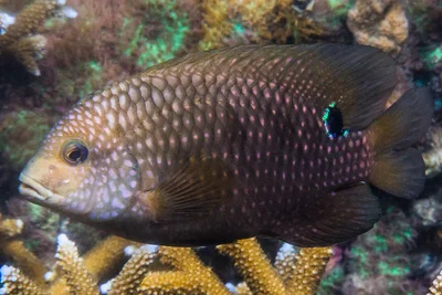 Bluntsnout Gregory - Stegastes punctatus