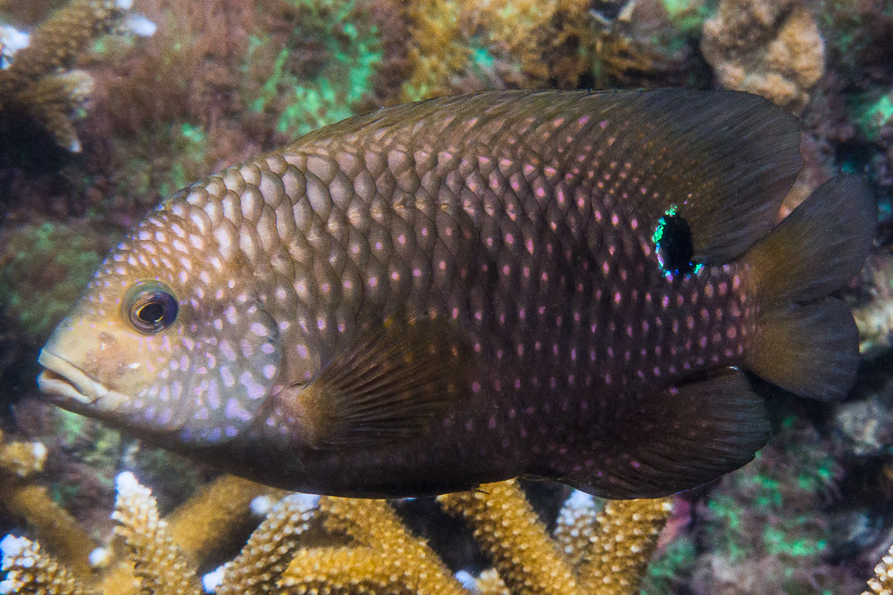 Bluntsnout Gregory - Stegastes punctatus