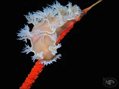 Nudibranch (Tritonia bollandi)