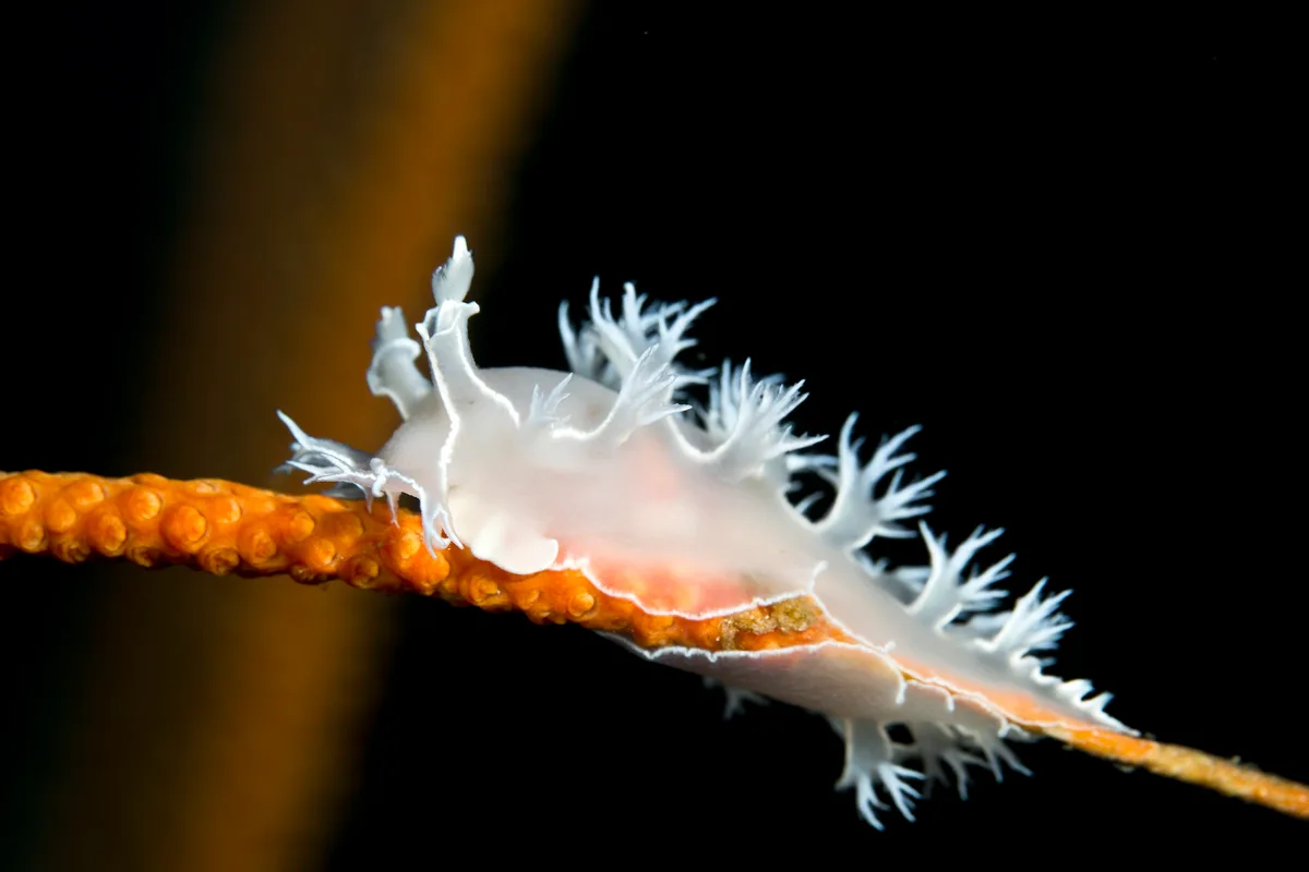 Tritonia sp.