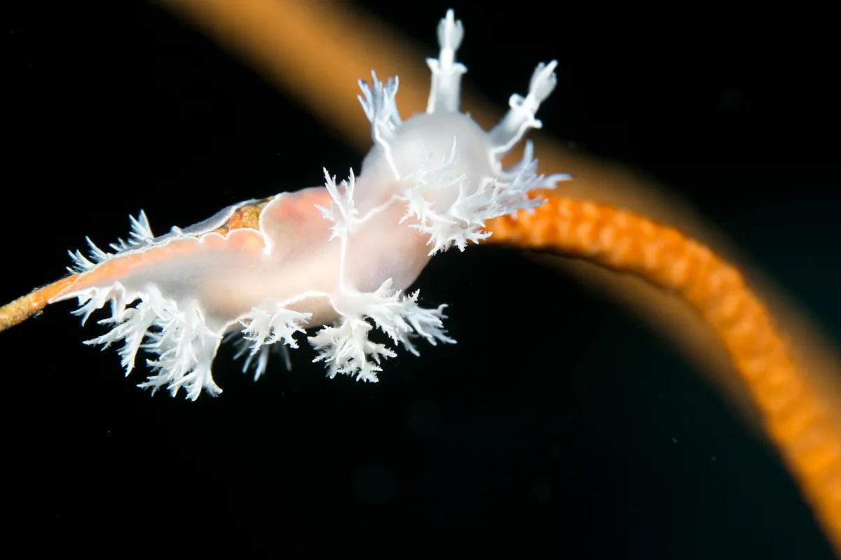 Tritonia sp.