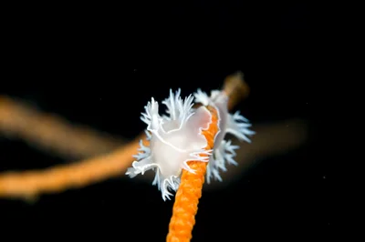 Tritonia sp.