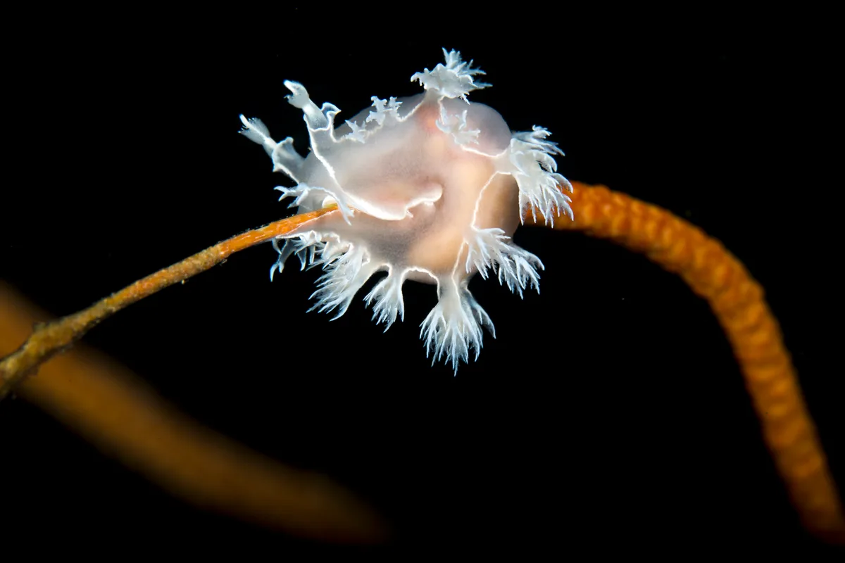 Tritonia sp. Nudibranch