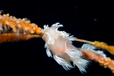 Tritonia sp. Nudibranch