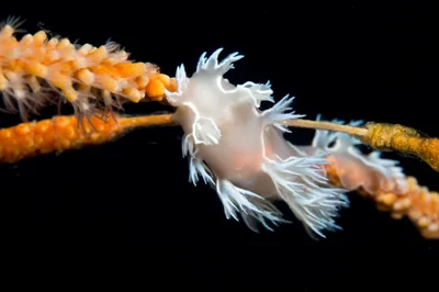 Tritonia sp. Nudibranch