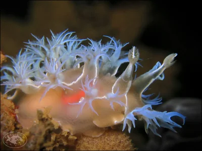 Tritonia bollandi - Kampong Pelumpong, , Brunei