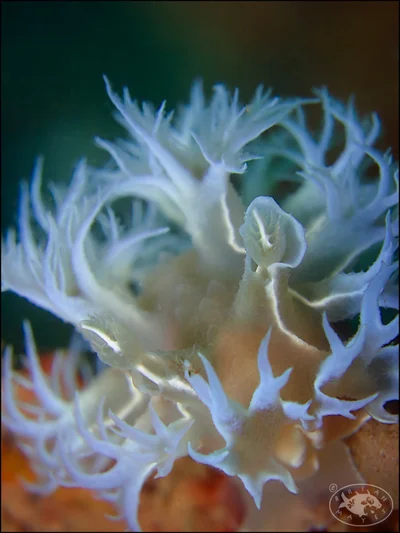Tritonia bollandi - Kampong Pelumpong, , Brunei