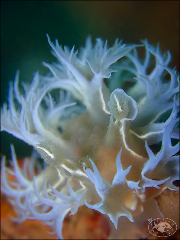 Tritonia bollandi - Kampong Pelumpong, , Brunei