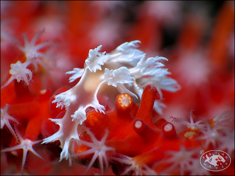 Tritonia bollandi - , Brunei-Muara, Brunei
