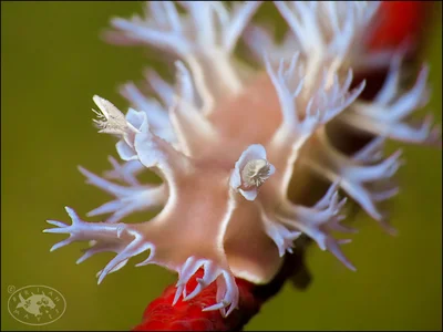 Tritonia bollandi - , Brunei-Muara, Brunei