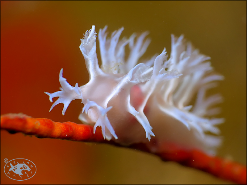 Tritonia bollandi - , Brunei-Muara, Brunei