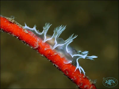 Tritonia bollandi - , Brunei-Muara, Brunei