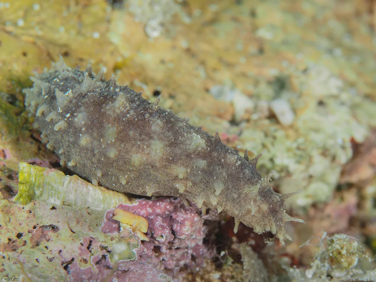 Bottleneck Sea Cucumber - Holothuria impatiens