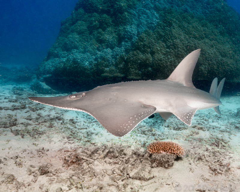 Rhynchobatus australiae