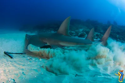 Rhynchobatus australiae - White-spotted Guitarfish