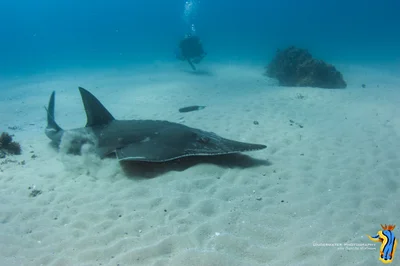 Rhynchobatus australiae - White-spotted Guitarfish