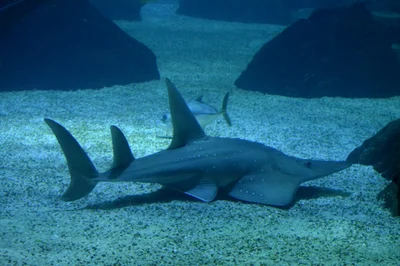 Rhynchobatus australiae