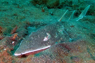 White-Spotted Wedgefish / Guitar Shark / Weissfleckgitarrenfisch / Rhynchobatus australiae