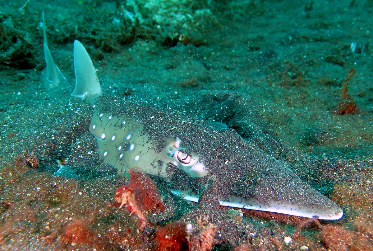 White-Spotted Wedgefish / Guitar Shark / Weissfleckgitarrenfisch / Rhynchobatus australiae