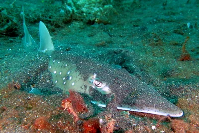 White-Spotted Wedgefish / Guitar Shark / Weissfleckgitarrenfisch / Rhynchobatus australiae