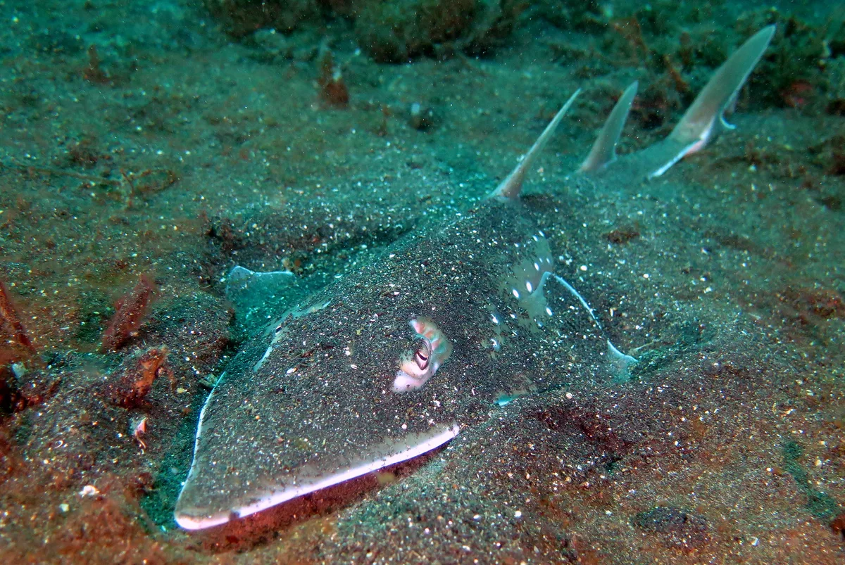 White-Spotted Wedgefish / Guitar Shark / Weissfleckgitarrenfisch / Rhynchobatus australiae