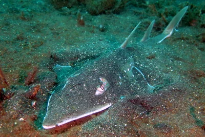 White-Spotted Wedgefish / Guitar Shark / Weissfleckgitarrenfisch / Rhynchobatus australiae