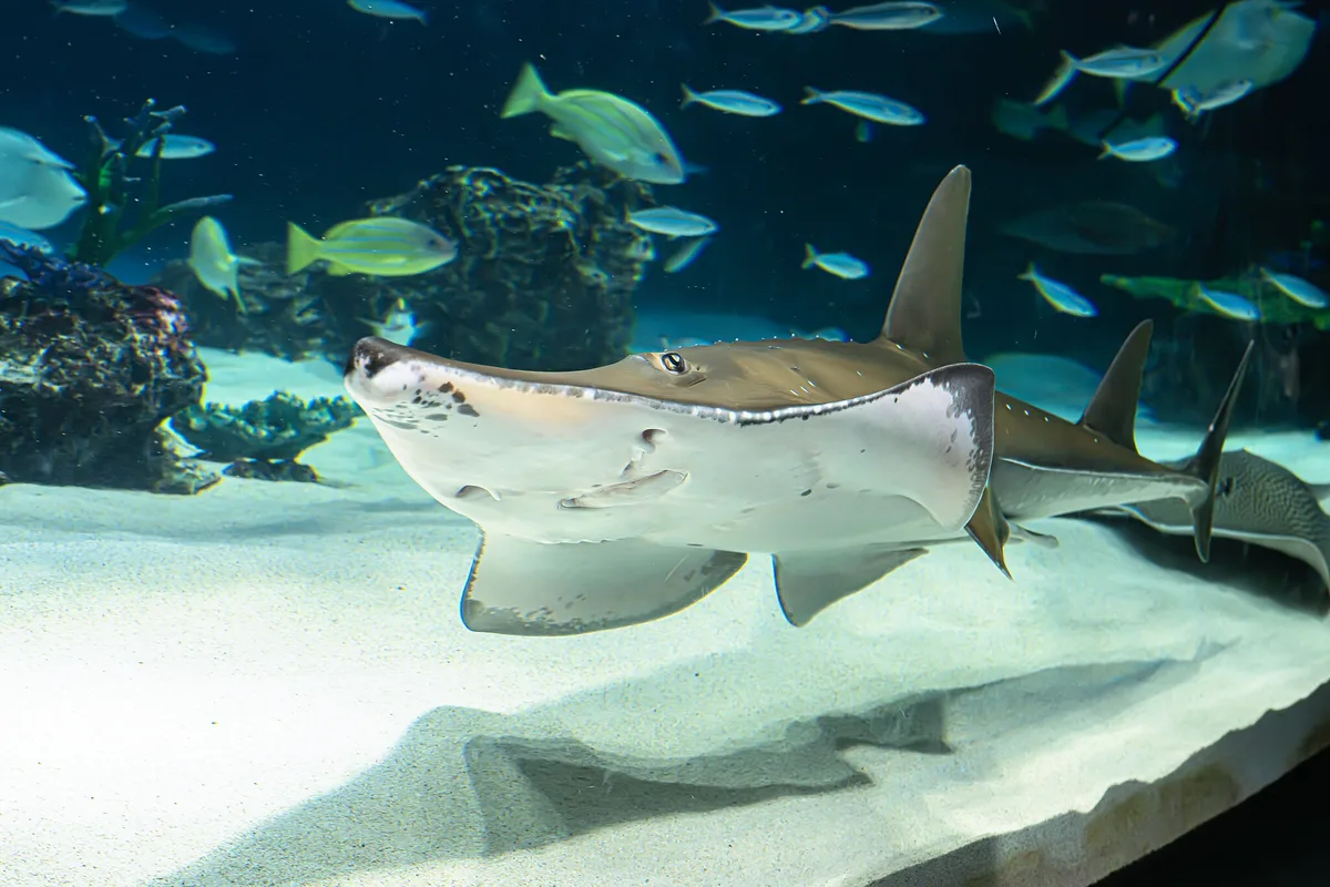 Rhynchobatus australiae (Sunshine aquarium)