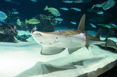 Rhynchobatus australiae (Sunshine aquarium)