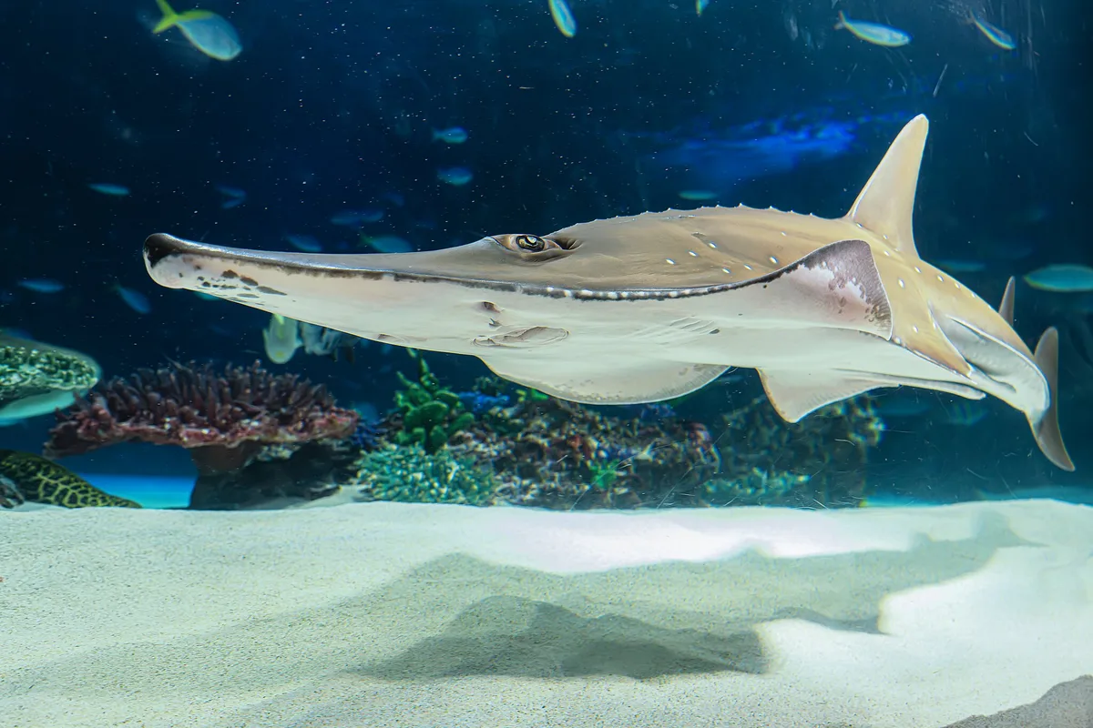 Rhynchobatus australiae (Sunshine aquarium)
