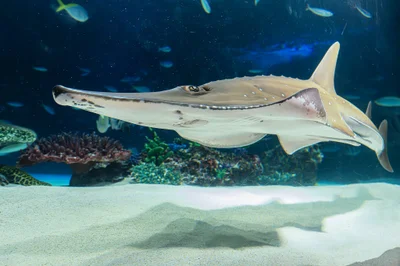Rhynchobatus australiae (Sunshine aquarium)