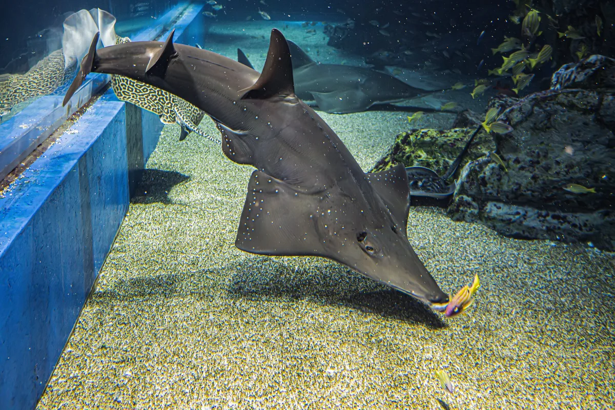 Rhynchobatus australiae (Aqua Park Shinagawa)