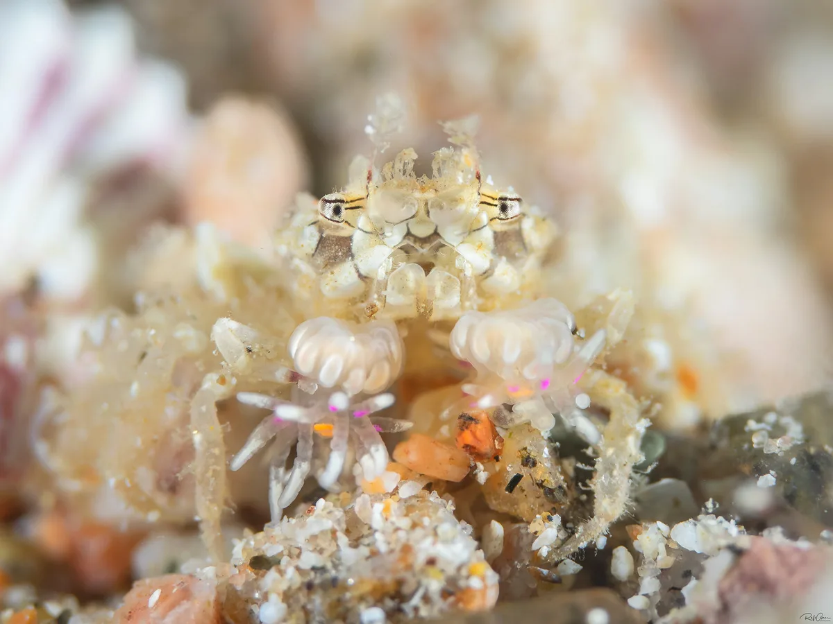 Lybia caestifera