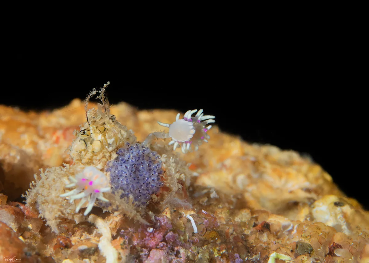Lybia caestifera