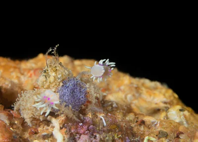 Lybia caestifera