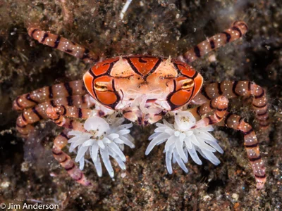 Lybia caestifera