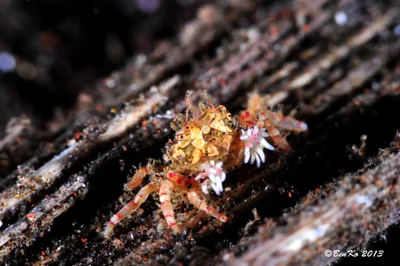 Decorator Boxer Crab