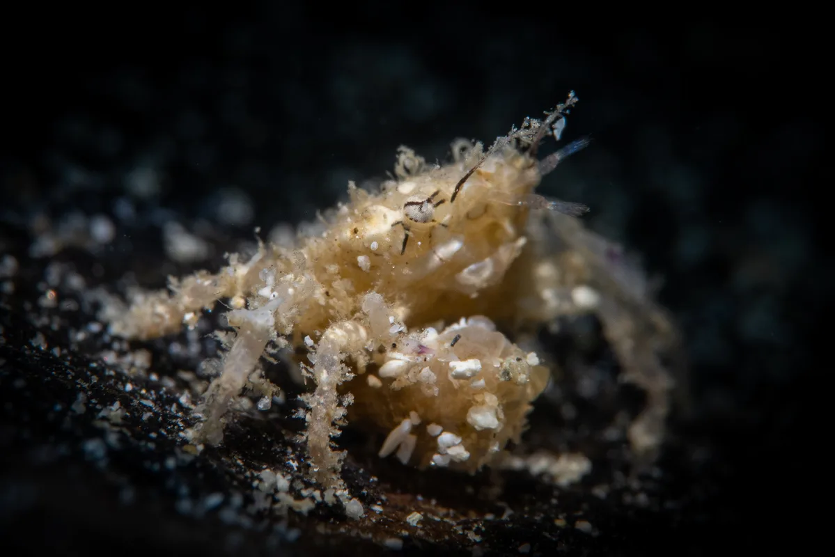 Decorator Boxer Crab / Lybia caestifera