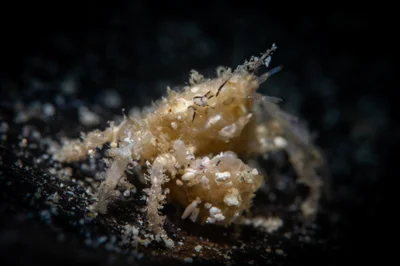 Decorator Boxer Crab / Lybia caestifera