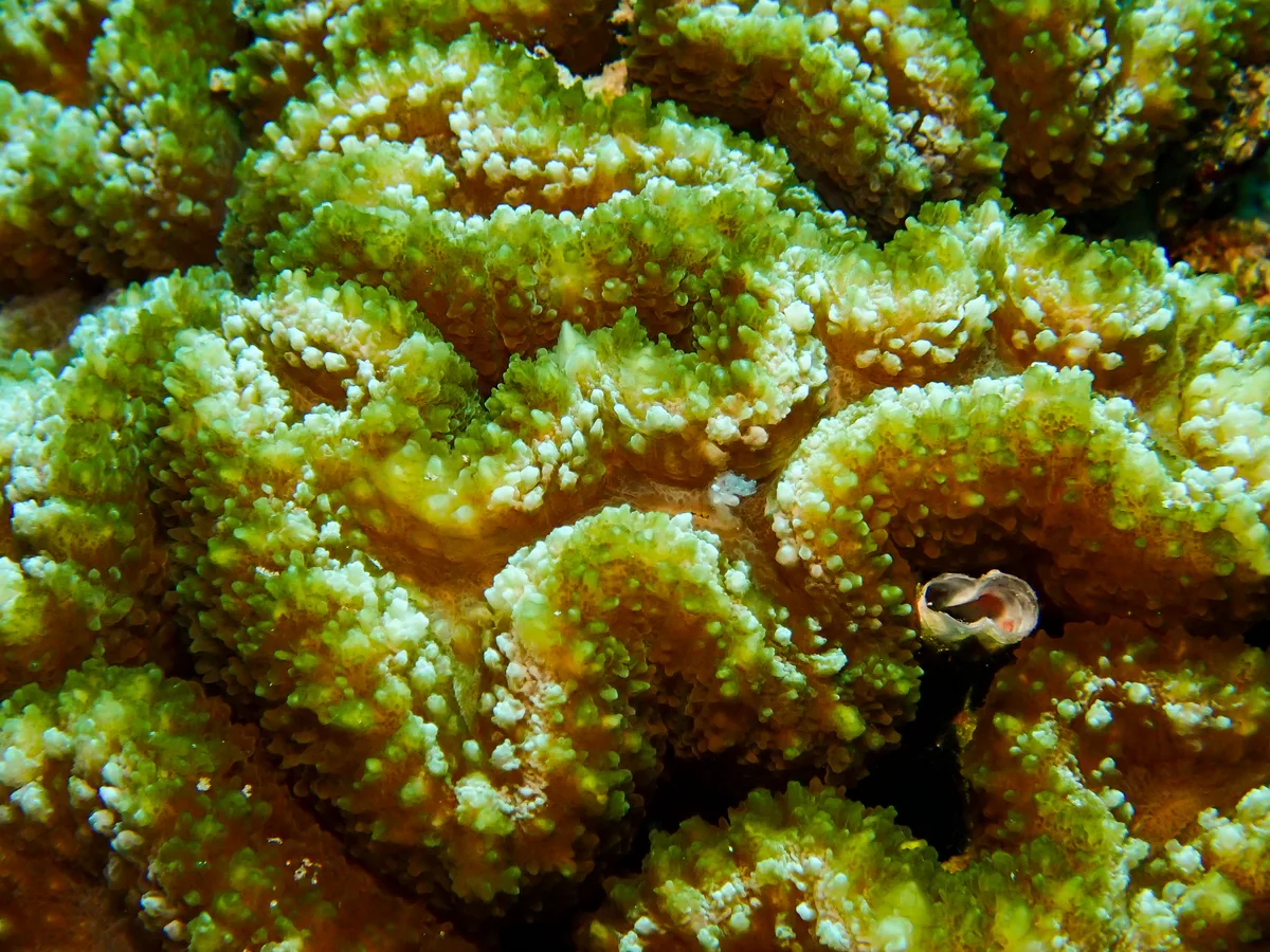 Brain Root Coral